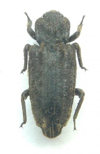 Dastarcus fairmairei